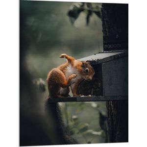 WallClassics - PVC Schuimplaat- Rode Eekhoorn bij Vogelhuisje - 75x100 cm Foto op PVC Schuimplaat