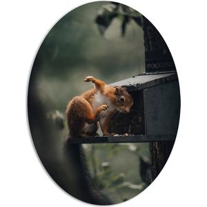 WallClassics - PVC Schuimplaat Ovaal - Rode Eekhoorn bij Vogelhuisje - 81x108 cm Foto op Ovaal (Met Ophangsysteem)