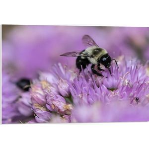 WallClassics - PVC Schuimplaat- Wespen op Paarse Bloemen - 75x50 cm Foto op PVC Schuimplaat