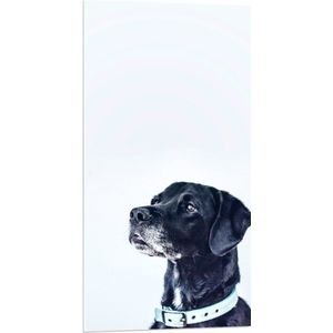 WallClassics - PVC Schuimplaat - Zwarte Hond met Witte Achtergrond - 50x100 cm Foto op PVC Schuimplaat (Met Ophangsysteem)