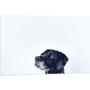 WallClassics - PVC Schuimplaat - Zwarte Hond met Witte Achtergrond - 120x80 cm Foto op PVC Schuimplaat (Met Ophangsysteem)