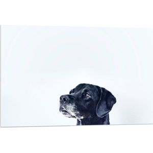 WallClassics - PVC Schuimplaat - Zwarte Hond met Witte Achtergrond - 90x60 cm Foto op PVC Schuimplaat (Met Ophangsysteem)