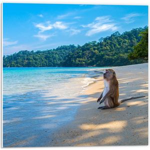 WallClassics - PVC Schuimplaat- Zittende Aap op Strand bij Heldere Zee en Bos - 50x50 cm Foto op PVC Schuimplaat