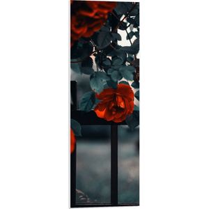 WallClassics - PVC Schuimplaat- Rode Bloemen in Groene Struik bij Hek - 30x90 cm Foto op PVC Schuimplaat