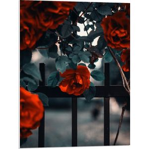 WallClassics - PVC Schuimplaat - Rode Bloemen in Groene Struik bij Hek - 60x80 cm Foto op PVC Schuimplaat (Met Ophangsysteem)