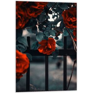 WallClassics - PVC Schuimplaat - Rode Bloemen in Groene Struik bij Hek - 60x90 cm Foto op PVC Schuimplaat (Met Ophangsysteem)