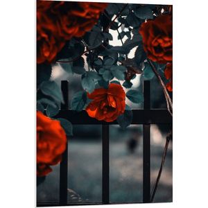 WallClassics - PVC Schuimplaat- Rode Bloemen in Groene Struik bij Hek - 70x105 cm Foto op PVC Schuimplaat