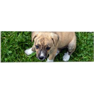 WallClassics - Vlag - Zittende Puppy in Grasveld - 60x20 cm Foto op Polyester Vlag