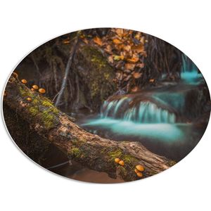 WallClassics - PVC Schuimplaat Ovaal - Smalle Boomstam voor Rustige Waterval - 68x51 cm Foto op Ovaal (Met Ophangsysteem)