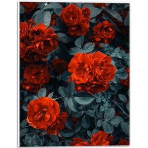 WallClassics - PVC Schuimplaat - Rode Volle Bloemen in Donkergroene Struik - 30x40 cm Foto op PVC Schuimplaat (Met Ophangsysteem)