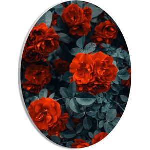 WallClassics - PVC Schuimplaat Ovaal - Rode Volle Bloemen in Donkergroene Struik - 21x28 cm Foto op Ovaal (Met Ophangsysteem)