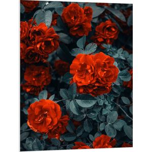 WallClassics - PVC Schuimplaat- Rode Volle Bloemen in Donkergroene Struik - 75x100 cm Foto op PVC Schuimplaat
