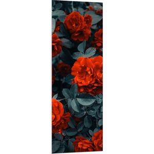 WallClassics - PVC Schuimplaat - Rode Volle Bloemen in Donkergroene Struik - 50x150 cm Foto op PVC Schuimplaat (Met Ophangsysteem)
