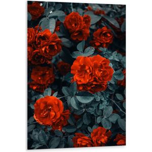 WallClassics - PVC Schuimplaat- Rode Volle Bloemen in Donkergroene Struik - 80x120 cm Foto op PVC Schuimplaat