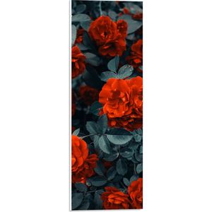WallClassics - PVC Schuimplaat- Rode Volle Bloemen in Donkergroene Struik - 20x60 cm Foto op PVC Schuimplaat