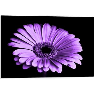 WallClassics - PVC Schuimplaat- Paarse Bloem op Zwarte Achtergrond - 75x50 cm Foto op PVC Schuimplaat