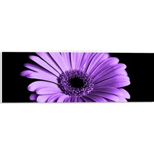 WallClassics - PVC Schuimplaat - Paarse Bloem op Zwarte Achtergrond - 60x20 cm Foto op PVC Schuimplaat (Met Ophangsysteem)