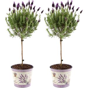 Set van 2 Lavendel - Lavandula Stoechas Anouk op stam inclusief lavendelprint sierpot