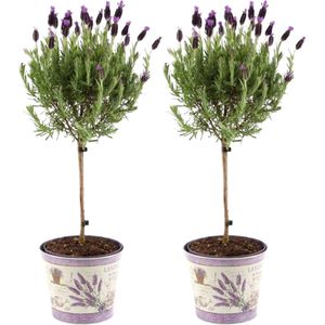 Plants by Frank | Set van 2 Franse lavendel op stam in sierpot 'Deluxe' | 2 x Ø15 cm - ↕50 cm