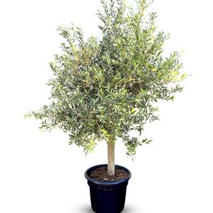 Sunny Tree - Boom - Olijfboom - Groenblijvend - 30 jaar oud- 160 cm - Winterhard
