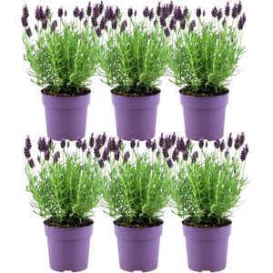 Plants by Frank - Set van 6 Franse Lavendels - Lavandula stoechas Anouk® 12 cm Ø - Lavendel planten - vers van de kwekerij geleverd - Bij en vlinder vriendelijke planten