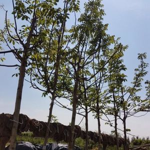 Walnootboom - Juglans regia Buccaneer | Omtrek: 6-10 cm | Hoogte: 200 cm