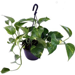 Scindapsus Aureum (hangplant) ↨ 30cm - Kamerplant - Scindapsus - Plant - Planten