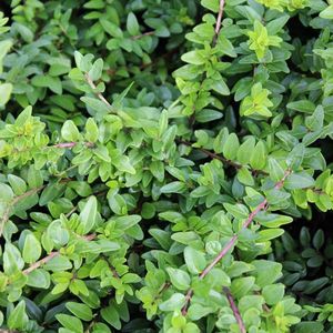 24 x Kamperfoelie 'Maigruen' - Lonicera nitida 'Maigruen' pot 9x9cm, voor 3m² : Een compacte en glanzend groene haagmirte voor een stijlvolle bodembedekker.