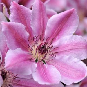 Clematis 'Nelly Moser' - Bosrank - 50-60 cm in pot: Klimplant met grote, lichtroze bloemen met een donkerroze streep, bloeit twee keer per jaar.