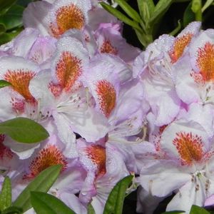 Rhododendron 'Mrs. TH Lowinsky' - 40-50 cm