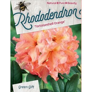 Rhododendron 'Tortoiseshell Orange' - 40-50 cm