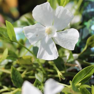 24 x Japanse maagdenpalm 'Gertrude Jekyll' - Vinca minor 'Gertrude Jekyll' pot 9x9cm, voor 3m² : Een winterharde groenblijvende met charmante witte bloemen.
