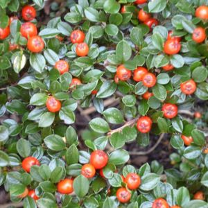 24 x Dwergmispel Radicans 'Eichholz' - Cotoneaster radicans 'Eichholz' pot 9x9cm, voor 3m² : Een groenblijvende bodembedekker met helderrode bessen.