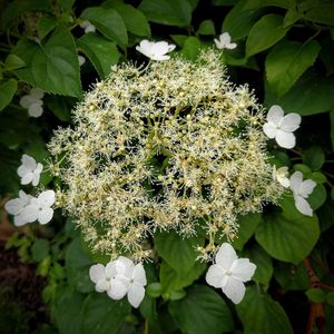 Hydrangea Petiolaris - Klimhortensia - 50-60 cm in pot: Winterharde klimplant met witte bloemschermen in de zomer.