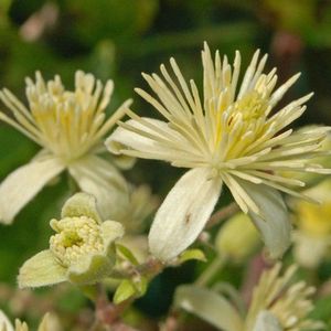 Clematis Vitalba - Bosrank - 50-60 cm in pot: Klimplant met witte, pluizige bloemen in de zomer.