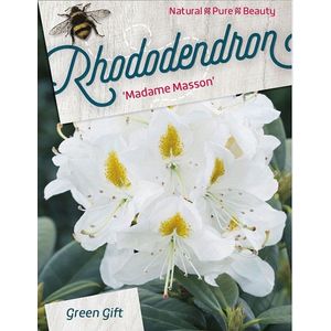 Rhododendron 'Mme Masson' - 40-50 cm