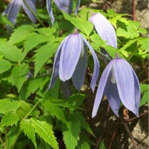 Clematis Alpina - Bosrank - 50-60 cm in pot: Klimplant met delicate, blauwe klokvormige bloemen in het voorjaar.