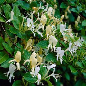 Lonicera Japonica 'Halliana' - Kamperfoelie - 50-60 cm in pot: Sterk geurende klimplant met witte tot gele bloemen.