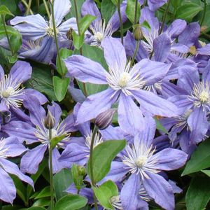 Clematis 'Arabella' - Bosrank 50-60 cm in pot - Bosrank met Paarsblauwe Bloemen