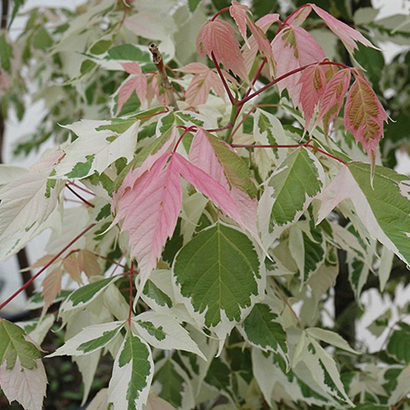Japanse Esdoorn - Acer negundo 'Flamingo' - 40-50 cm