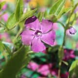 24 x Japanse maagdenpalm 'Atropurpurea' - Vinca minor 'Atropupurea' pot 9x9cm, voor 3m² : Een robuuste groenblijvende bodembedekker met paarse bloemen