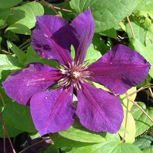 Clematis 'Gipsy Queen' - Bosrank - 50-60 cm in pot: Klimplant met donkerpaarse bloemen in de late zomer.