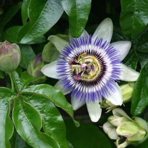 Passiflora Caerulea - Passiebloem - 50-60 cm in pot: Blauw-witte bloemen met een unieke vorm, snelgroeiende klimplant.