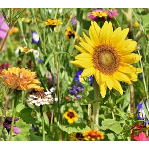 Flower essentials: 1000 kleuren voor je tuin - 5 pakjes zaden