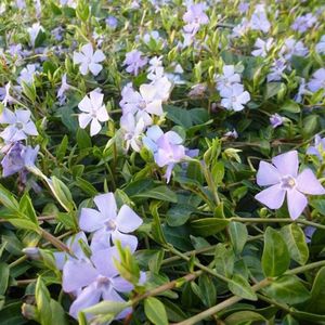 24 x Kleine maagdenpalm Vinca minor pot 9x9cm, voor 3m² : Een robuuste bodembedekker voor het hele jaar.