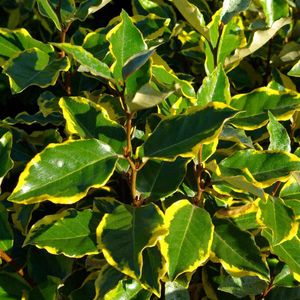 Olijfwilg - Elaeagnus ebbingei 'Viveleg' - 30-40 cm