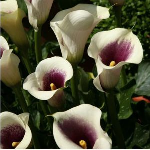 Bloembollen - Zomerbloeiers - Calla - Picasso - 5 stuks per tas - Knol - Snijbloem - Zantedeschia - Aronskelkfamile - Winterhard - Goede kwaliteit - Zantedeschia - Aronskelk - Mooie bloemen in je tuin