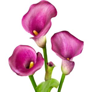 The Bulb Farmers - 10 x Calla 'Purple Splendor' - paars - bloembollen direct van de kweker - voorjaarsbloeier - bolmaat 16-18 (meest geschikte maat voor in de tuin) - Thuiswinkel waarborg