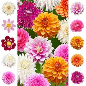 The Bulb Farmers - 14 x Dahlia - Collection - 'Rainbow' proefpakket - 2025 - bloembollen direct van de kweker - voorjaarsbloeier - bolmaat meest geschikte maat voor de tuin - Thuiswinkel waarborg