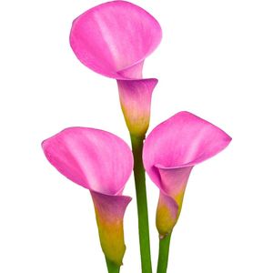 The Bulb Farmers - 10 x Calla 'Blush Charm' - roze - bloembollen direct van de kweker - voorjaarsbloeier - bolmaat 16-18 (meest geschikte maat voor in de tuin) - Thuiswinkel waarborg